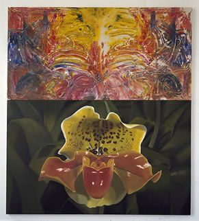 Orchid (Paphiopedilum)